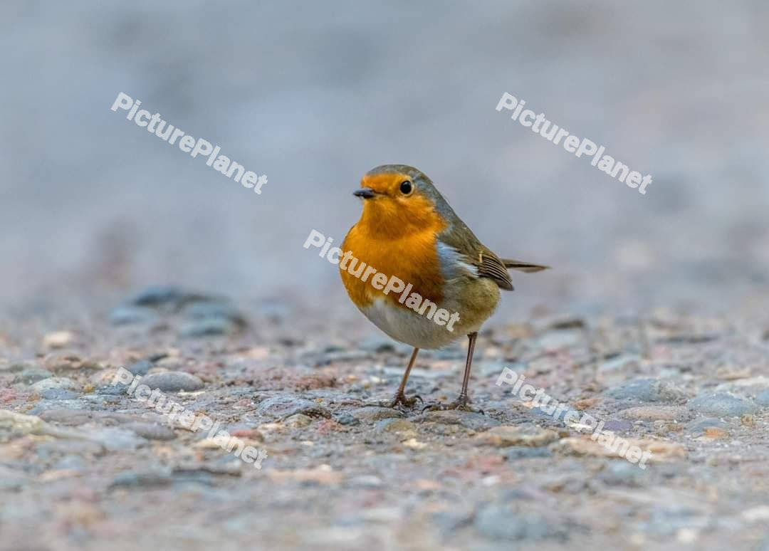 European robin perching on a tree trunk